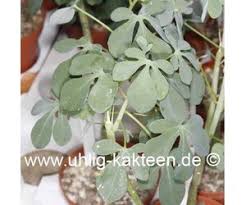 Image result for Adenia fruticosa