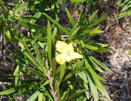 Image result for Kraussia floribunda