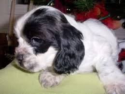3 girls (black and white) pink collar, lilac collar and sage collar 2 boys (1x black and white 1 x sable) dark blue collar and light blue collar pups were. Cocker Spaniel Puppies For Sale
