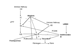 can someone explain ptt aptt and inr pg 2 explanation writing nursing study nursing students