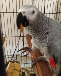 Birds Of South Africa Gauteng Lost African Grey Parrot Bird Mondeor Johannesburg Gauteng Gp South Africa L42380 In 2020 African Grey Parrot African Grey Losing A Pet