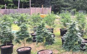 To grow cannabis faster, it's key to start with faster genetics and an understanding of light cycles. O Cannabis How To Grow Your Own Weed Outside