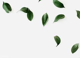 Green Leaves On White Background Free Image By Rawpixel Com Ake Green Leaves White Background Leaves Wallpaper Iphone