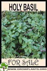 We did not find results for: Holy Basil For Sale Grow Plants