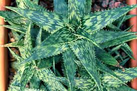 Never eat any plant with. 11 Best Easy Care Exotic Succulents To Grow At Home Gardener S Path