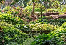 Open House & Hosta Walk