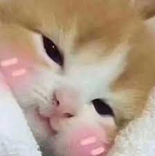 Create Meme Kitty Cats Kitten Heart Sorry Cute Cats Pictures Meme Arsenal Com
