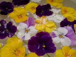 EVERGREEN - エバーグリーン