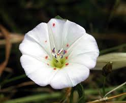 Image result for Convolvulus farinosus