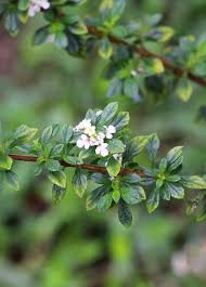 Image result for Lippia oatesii