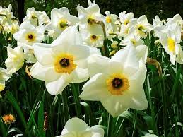 Mitisori, ghiocei, brebenei, toporasi, viorele, ciubotica cucului, zambile, branduse, lalele, primula de gradina flori de salcam, flori de mar, brebenei, bujori, iasomie, flori de soc, iris, magnolii, tamaioara, viorele, paraluta si bergenia. Ce Sunt Florile De PrimÄƒvarÄƒ È™i Cum SÄƒ Ai GrijÄƒ De Ele Pentru A Avea O GrÄƒdinÄƒ MulticolorÄƒ