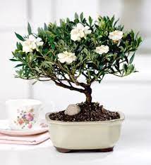 Video featuring products available on 1800flowers.com. May S Bonsai Gardenia From 1 800 Flowers Com Bonsai Plants Gardenia Trees Jasmine Tree