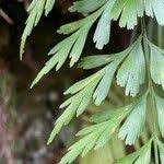 Image result for Asplenium aethiopicum