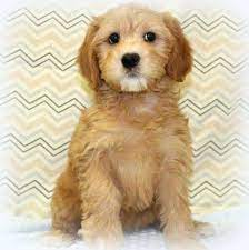 Whoodle Mini Puppies For Sale Adopt Your Puppy Today Infinity Pups