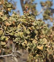 Image result for Ozoroa nitida