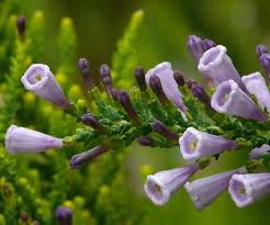 Image result for Fabiana imbricata