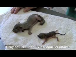 A Few Interesting Facts About Flying Squirrels Mnn