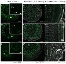 The root system is the descending (growing downwards) portion of the plant axis. Ijms Free Full Text Aluminum Alters The Histology And Pectin Cell Wall Composition Of Barley Roots Html