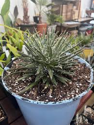 Image result for Hippocratea parviflora