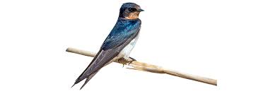 At the first sign of nest building, remove the nest. Swallow Control How To Get Rid Of Swallows Diy Swallow Removal Guide Solutions Pest Lawn