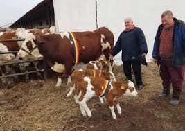 Valea sarii vrancea telefon validat. Trei ViÅ£ei Dintr O LoviturÄ Succes Realizat De VÄcuÅ£a Helga La Scdcb Arad Revista Ferma