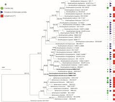 Image result for Ottelia kunenensis
