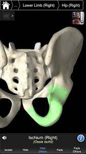 This app is being offered free to demonstrate the groundbreaking 3d technology and innovative design inherent in 3d4medical's new range. Essential Skeleton 3 For Android Apk Download