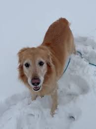 A Golden Winter in EP. 🌨️ Moon the Golden Retriever didn't let the storm  stop the fun at Pheasant Woods Park! Thanks to reader Bailey Hackbarth for  sharing this great local moment