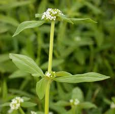 Image result for Mitracarpus