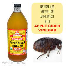 You must apply them directly to your carpet. Using Apple Cider Vinegar For Natural Flea Prevention And Control Well Minded Pets