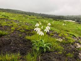 Image result for Habenaria indiana