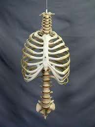 Rib cage, in vertebrate anatomy, basketlike skeletal structure that forms the chest, or thorax, and is made up of the ribs and their corresponding attachments to the sternum (breastbone) and the vertebral column. Human Ribcage Prop Dapper Cadaver Props