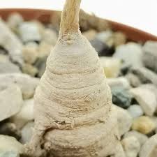 Image result for Raphionacme lanceolata