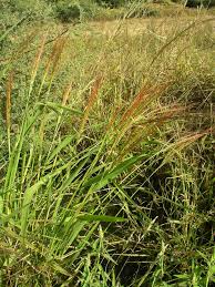 Image result for Oryza barthii
