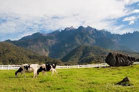 We reached desa cattle dairy farm and saw the cloud started to cover the mount kinabalu. Desa Dairy Farm A Photo From Sabah East Trekearth