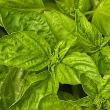 Aroma dari daun kemangi juga dapat digunakan sebagai obat nyamuk (anonimus, 2013). 9 Manfaat Daun Kemangi Bagi Kesehatan Yang Menakjubkan Ragam Bola Com