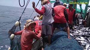 Menangkap ikan dengan cara tradisional pakai akar rumput dihutan, getah akar tersebut melumpuhkan penglihatan ikan agar. Panen Tongkol Nelayan Tradisional Brondong Panen Ikan Tongkol Youtube