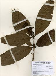 Image result for Bertiera