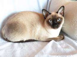 We did not find results for: Chatterie Du Soleil Du Siam Elevage Dans Le Departement Essonne 91 Wamiz