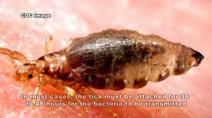 Lyme Disease Borrelia Burgdorferi Youtube