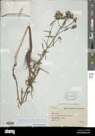 Image result for Haumaniastrum caeruleum