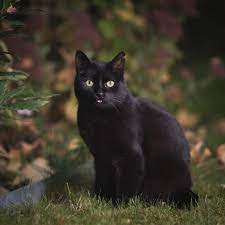 These cats appear to be ever smiling because of prominent whisker pads. 100 Brilliant American Shorthair Cat Names