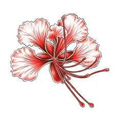 Mexican Bird Of Paradise Images Gallery For Mexican Bird Of Paradise Tattoo Bird Of Paradise Tattoo Birds Of Paradise Tattoos
