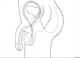 Worksheets are name femalereproductivesystem, male and female reproductive body parts, male reproductive system, lesson 5 everybodys got body parts part 2 the female, students work docs, human body series female reproductive system, 9 10 lesson 3. The Male Anatomy Blank Diagram Of External Wiring Diagram