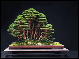 Saulieu 2013 Union Du Bonsai Francais Jardin Bonsais Arbres En Pots Bonsai