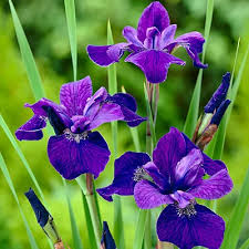 Maybe you would like to learn more about one of these? Caesar S Brother Siberian Iris Iris Flowers Garden Purple Iris Flowers Flower Garden Plans