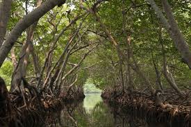 What Is A Mangrove Habitat Roatan Western Caribbean Mangrove Forest