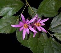 Image result for Grewia olukondae