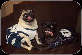 Dallas Cowboy Fans Dallas Cowboys Football How Bout Them Cowboys Cowboys Football