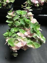 Каллизия (callisia) — семейство каммелиновых. Callisia Repens Bianca Adorable Variegated Wandering Jew Plant 9 00 Picclick